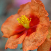Helianthemum Cheviot - Abriachan Nurseries